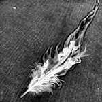 Feather